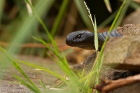 Pakobra paskovana - Notechis scutatus - Tiger snake 8017